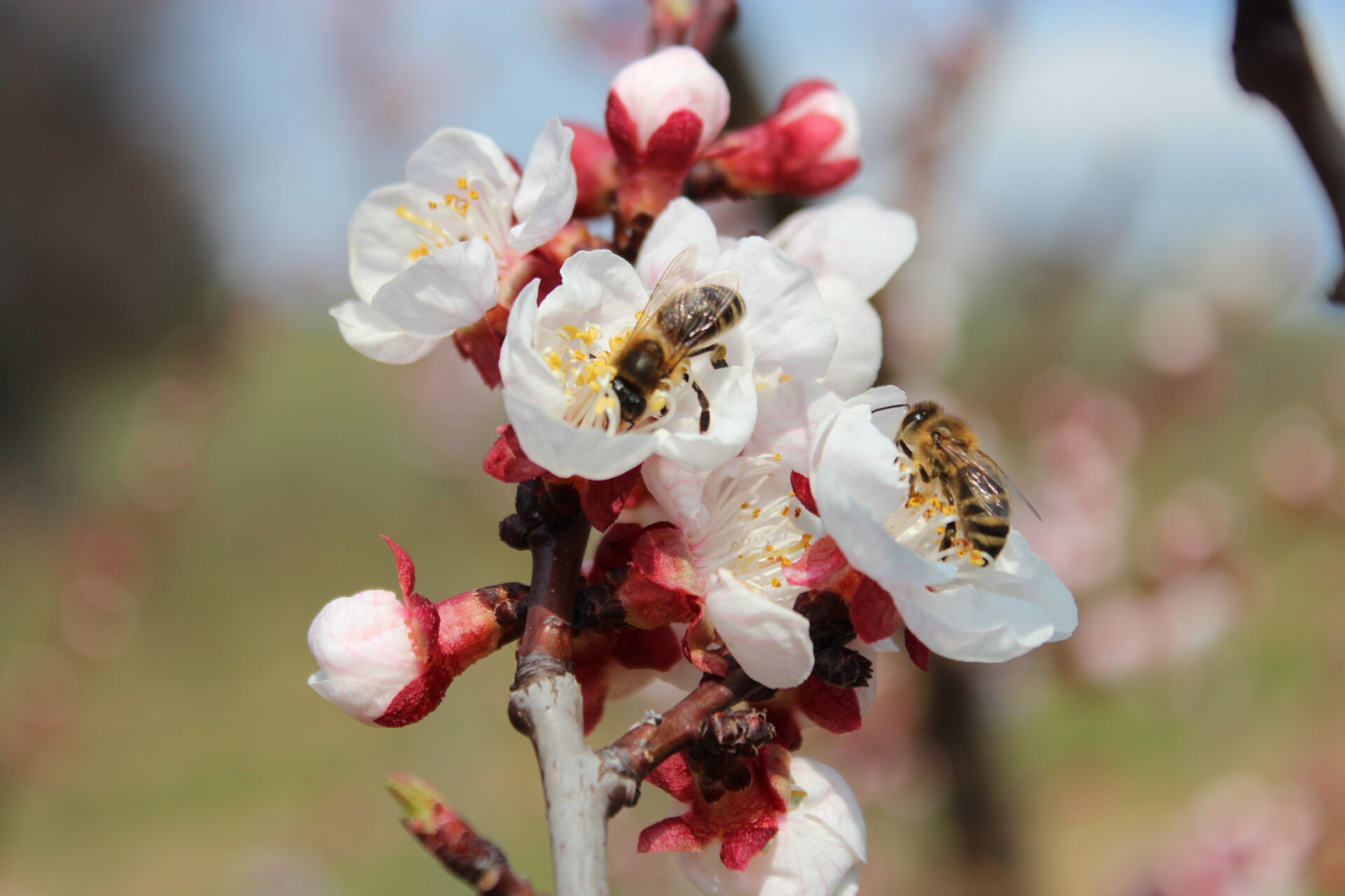 Bienen auf Blüten